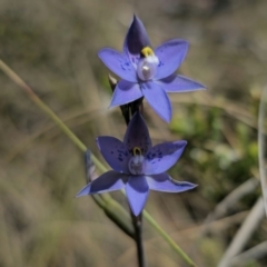 Thelymitra x truncata at QPRC LGA - suppressed