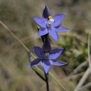 Thelymitra x truncata at QPRC LGA - suppressed