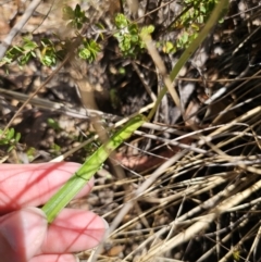 Thelymitra x truncata at QPRC LGA - suppressed