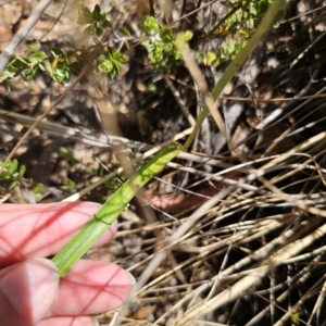 Thelymitra x truncata at QPRC LGA - suppressed