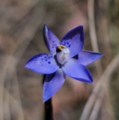 Thelymitra x truncata (Truncate Sun Orchid) at Captains Flat, NSW - 7 Nov 2023 by Csteele4