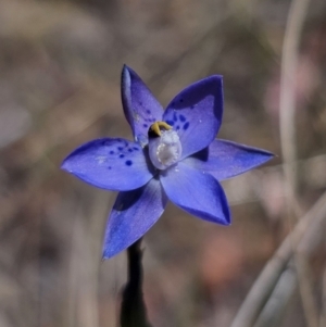 Thelymitra x truncata at QPRC LGA - suppressed