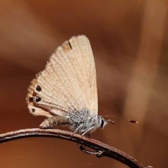 Nacaduba biocellata (Two-spotted Line-Blue) at Dryandra St Woodland - 7 Nov 2023 by ConBoekel