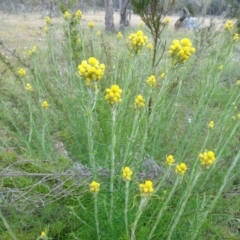 Chrysocephalum semipapposum (Clustered Everlasting) at Bonner, ACT - 4 Nov 2023 by AndyRussell