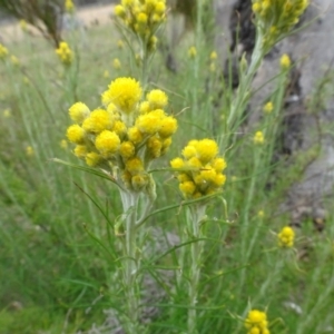 Chrysocephalum semipapposum at Mulligans Flat - 4 Nov 2023 02:17 PM