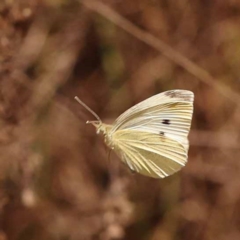 Pieris rapae (Cabbage White) at Dryandra St Woodland - 7 Nov 2023 by ConBoekel