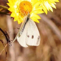 Pieris rapae at Dryandra St Woodland - 7 Nov 2023 09:51 AM