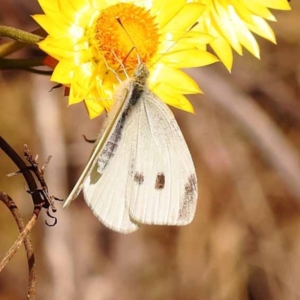 Pieris rapae at Dryandra St Woodland - 7 Nov 2023