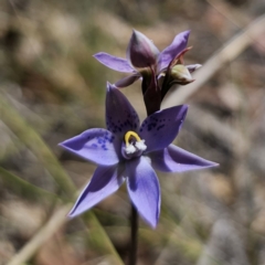 Thelymitra simulata (Graceful Sun-orchid) at Captains Flat, NSW - 7 Nov 2023 by Csteele4