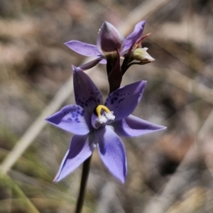 Thelymitra simulata at QPRC LGA - suppressed