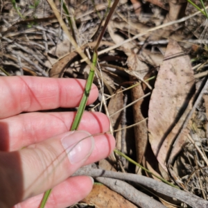 Thelymitra simulata at QPRC LGA - suppressed