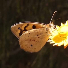 Heteronympha merope (Common Brown Butterfly) at O'Connor, ACT - 6 Nov 2023 by ConBoekel