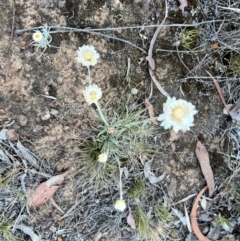 Leucochrysum albicans subsp. tricolor (Hoary Sunray) at Mount Majura - 7 Nov 2023 by courtneyb