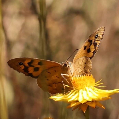 Heteronympha merope (Common Brown Butterfly) at O'Connor, ACT - 6 Nov 2023 by ConBoekel