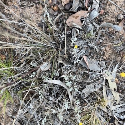 Chrysocephalum apiculatum (Common Everlasting) at Mount Majura - 7 Nov 2023 by courtneyb