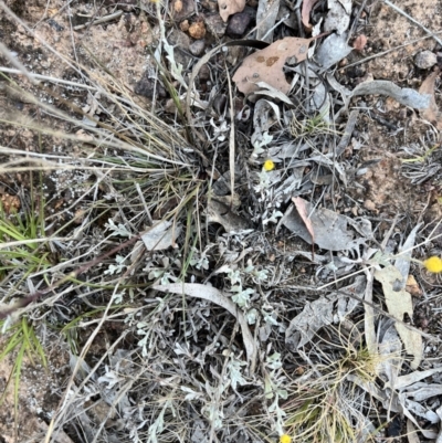 Chrysocephalum apiculatum (Common Everlasting) at Hackett, ACT - 6 Nov 2023 by courtneyb