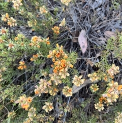 Pultenaea subspicata (Low Bush-pea) at Hackett, ACT - 6 Nov 2023 by courtneyb