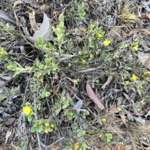 Hibbertia obtusifolia at Mount Majura - 7 Nov 2023