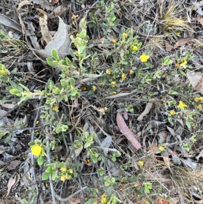 Hibbertia obtusifolia (Grey Guinea-flower) at Hackett, ACT - 6 Nov 2023 by courtneyb