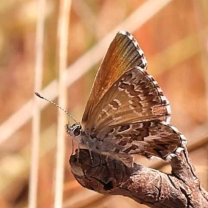 Neolucia agricola at Dryandra St Woodland - 7 Nov 2023 10:19 AM