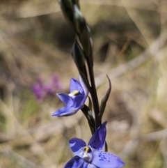 Thelymitra x truncata (Truncate Sun Orchid) at QPRC LGA - 7 Nov 2023 by Csteele4