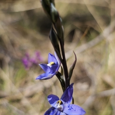 Thelymitra x truncata (Truncate Sun Orchid) at Captains Flat, NSW - 7 Nov 2023 by Csteele4