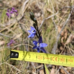 Thelymitra x truncata at QPRC LGA - suppressed