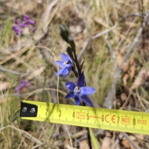 Thelymitra x truncata at QPRC LGA - suppressed