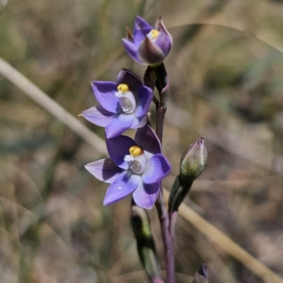 Thelymitra brevifolia (Short-leaf Sun Orchid) at Captains Flat, NSW - 7 Nov 2023 by Csteele4