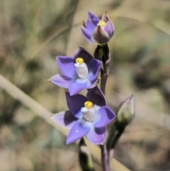 Thelymitra brevifolia at QPRC LGA - suppressed