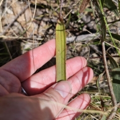 Thelymitra brevifolia at QPRC LGA - 7 Nov 2023