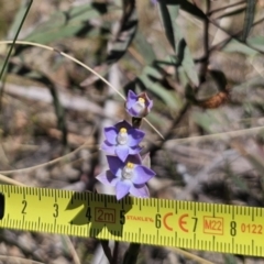 Thelymitra brevifolia at QPRC LGA - 7 Nov 2023