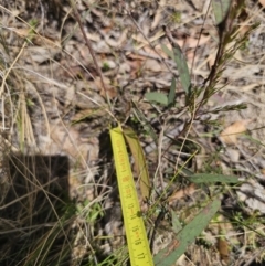 Thelymitra brevifolia at QPRC LGA - 7 Nov 2023