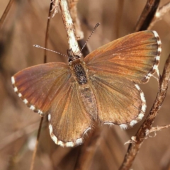 Neolucia agricola (Fringed Heath-blue) at Dryandra St Woodland - 6 Nov 2023 by ConBoekel