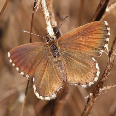 Neolucia agricola (Fringed Heath-blue) at Dryandra St Woodland - 7 Nov 2023 by ConBoekel