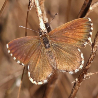 Neolucia agricola (Fringed Heath-blue) at O'Connor, ACT - 6 Nov 2023 by ConBoekel