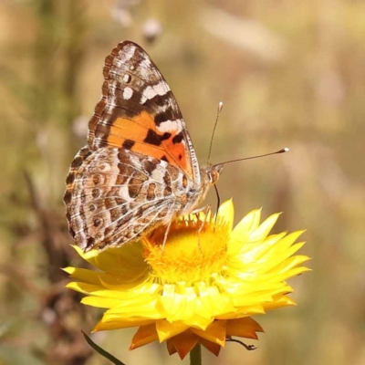 Vanessa kershawi (Australian Painted Lady) at Dryandra St Woodland - 7 Nov 2023 by ConBoekel