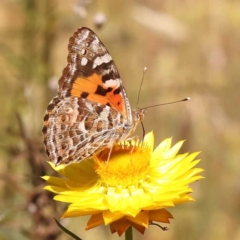 Vanessa kershawi (Australian Painted Lady) at O'Connor, ACT - 6 Nov 2023 by ConBoekel