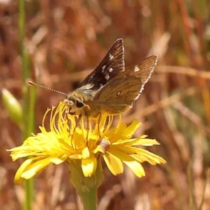 Trapezites luteus at Dryandra St Woodland - 7 Nov 2023