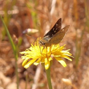 Trapezites luteus at Dryandra St Woodland - 7 Nov 2023 10:07 AM