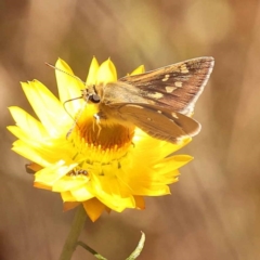 Trapezites luteus (Yellow Ochre, Rare White-spot Skipper) at Dryandra St Woodland - 7 Nov 2023 by ConBoekel