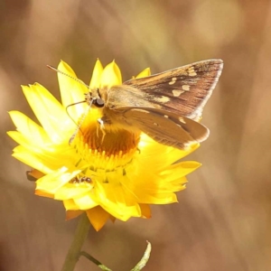 Trapezites luteus at Dryandra St Woodland - 7 Nov 2023