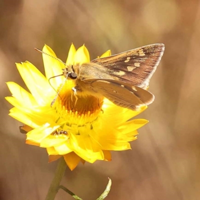 Trapezites luteus (Yellow Ochre, Rare White-spot Skipper) at Dryandra St Woodland - 6 Nov 2023 by ConBoekel