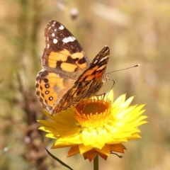 Vanessa kershawi (Australian Painted Lady) at Dryandra St Woodland - 7 Nov 2023 by ConBoekel