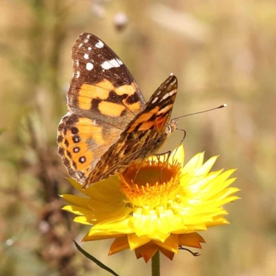 Vanessa kershawi (Australian Painted Lady) at Dryandra St Woodland - 6 Nov 2023 by ConBoekel