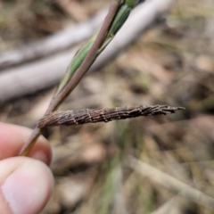 Lepidoscia arctiella (Tower Case Moth) at Captains Flat, NSW - 7 Nov 2023 by Csteele4