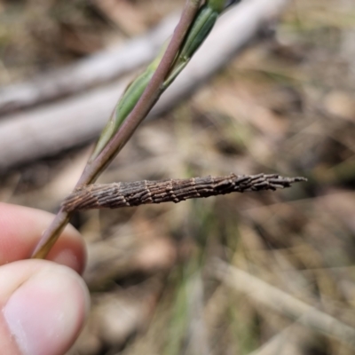 Lepidoscia arctiella (Tower Case Moth) at Captains Flat, NSW - 7 Nov 2023 by Csteele4