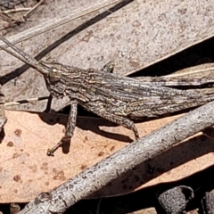 Coryphistes ruricola (Bark-mimicking Grasshopper) at Point 114 - 7 Nov 2023 by trevorpreston
