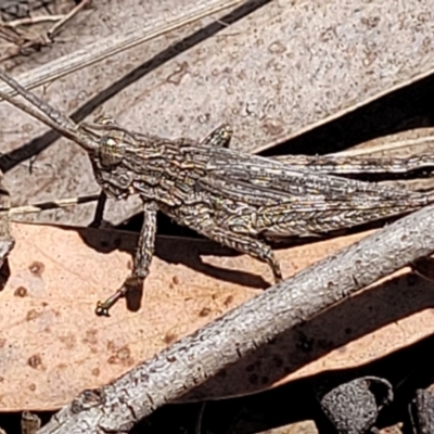 Coryphistes ruricola (Bark-mimicking Grasshopper) at Bruce Ridge - 7 Nov 2023 by trevorpreston