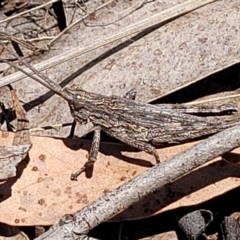 Coryphistes ruricola at Point 114 - 7 Nov 2023 12:38 PM